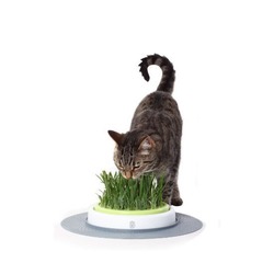 СКИДКА! Hagen сад с травкой для кошек Catit Design Senses